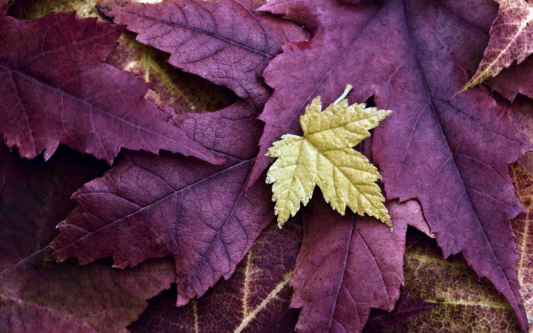 HD desktop wallpaper featuring a close-up of contrasting leaves, with a crisp golden leaf overlaid on rich purple leaves, highlighting nature's beauty.