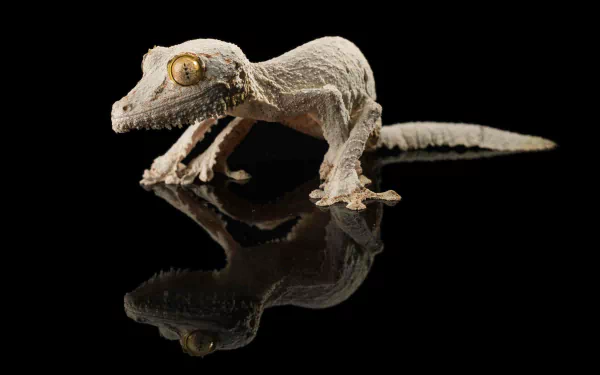 Animal gecko HD Desktop Wallpaper | Background Image
