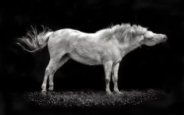 Black and white HD desktop wallpaper featuring a horse shaking its head against a dark background.