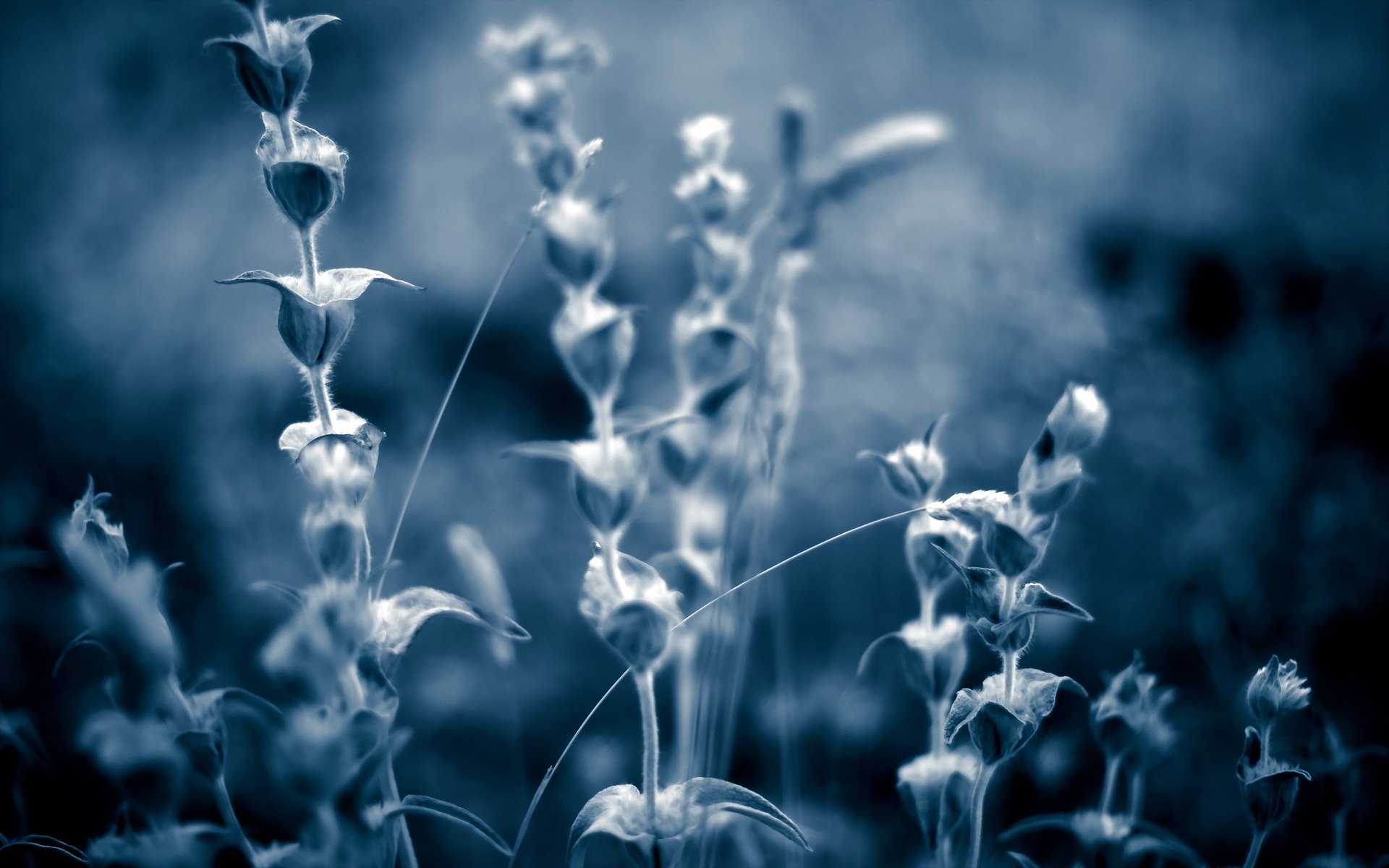 HD desktop wallpaper showcasing delicate plants in soft focus, capturing serene natural beauty with a cool blue tone.