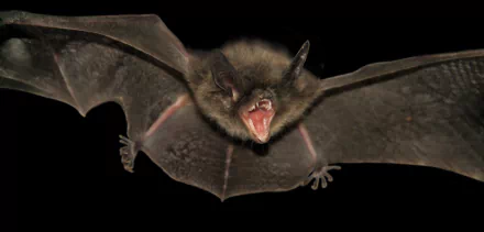 Animal bat HD Desktop Wallpaper | Background Image