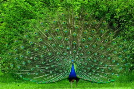 HD desktop wallpaper featuring a peacock displaying its vibrant, full-feathered tail against a lush green background.