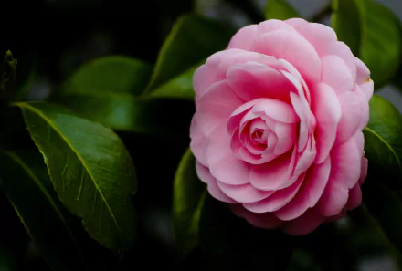 A close-up of a vibrant pink camellia flower set against lush green leaves, showcasing the beauty of nature. This HD wallpaper adds a touch of elegance to any desktop background.