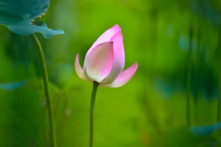 nature lotus HD Desktop Wallpaper | Background Image