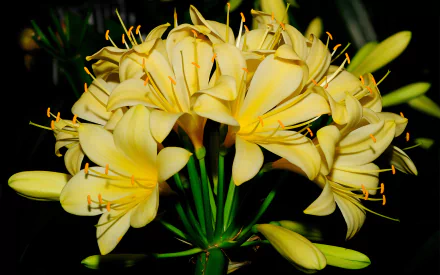 nature lily HD Desktop Wallpaper | Background Image