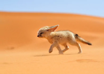 A cute fennec fox walking in the desert, captured in a high-definition wallpaper with a clear blue sky and vibrant orange sand.