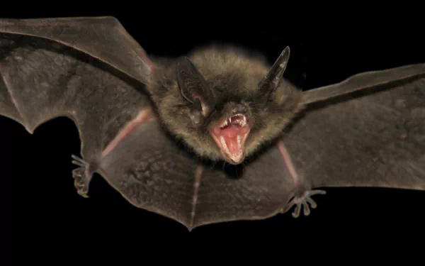 High-definition desktop wallpaper featuring a bat in mid-flight against a dark background, highlighting its open mouth and detailed wing structure.