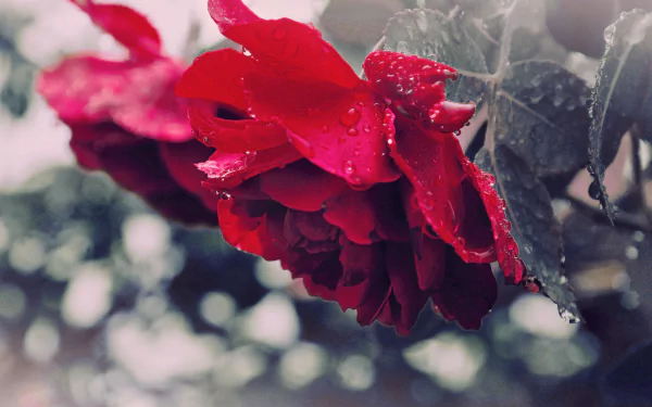 Vibrant rose petals against soft-focus nature backdrop on HD desktop wallpaper.