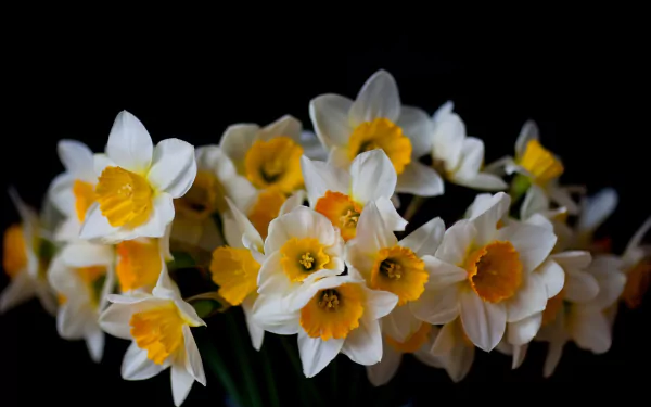 nature daffodil HD Desktop Wallpaper | Background Image