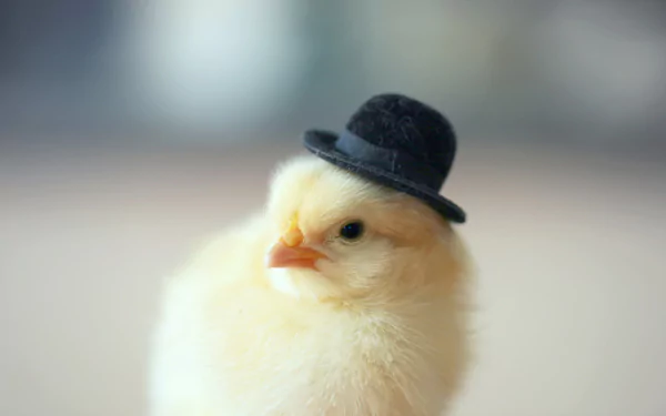 A charming chick wearing a tiny black hat, captured in high definition, serves as a delightful animal-themed wallpaper and background.