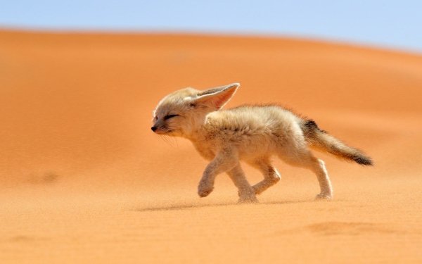 Animal Fennec Fox Fox Desert Cute HD Wallpaper | Background Image