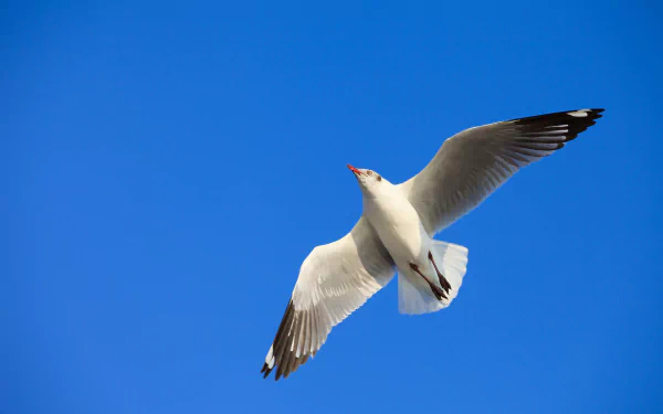 HD PC desktop wallpaper featuring a seagull soaring against a clear blue sky, capturing the essence of freedom and nature.