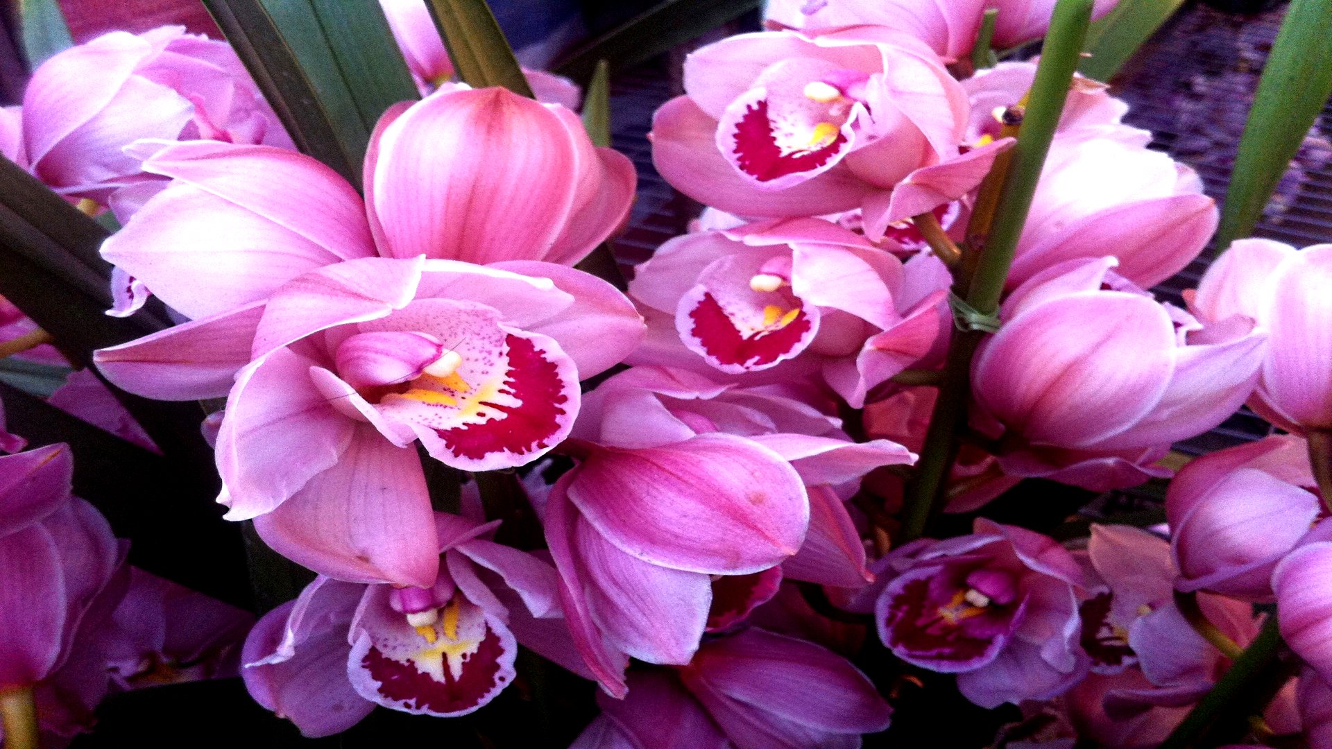 Download Nature Orchid HD Wallpaper