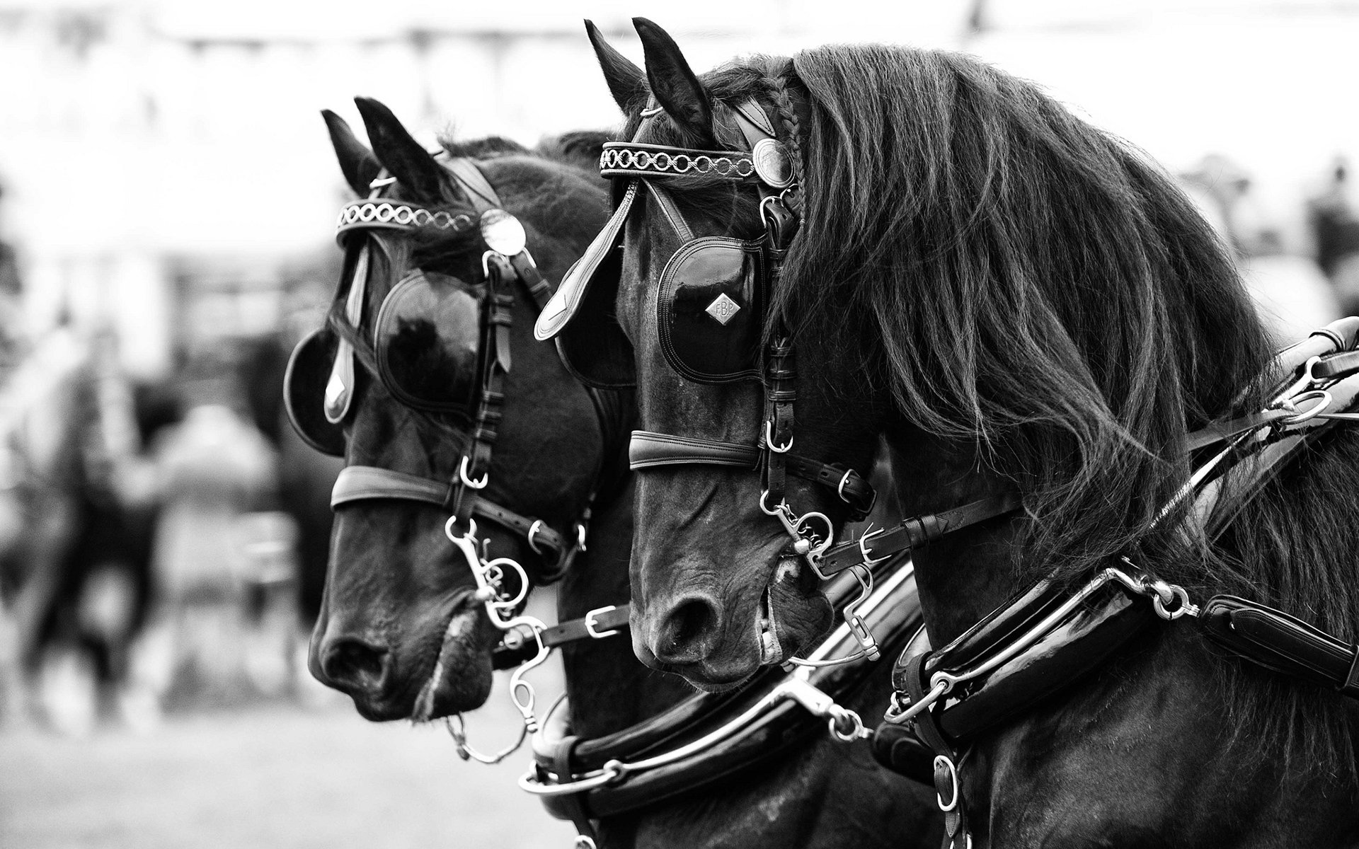 Black-and-white HD PC desktop wallpaper and background showing two harnessed horses (animal) in close-up profile, ornate bridles and flowing manes.