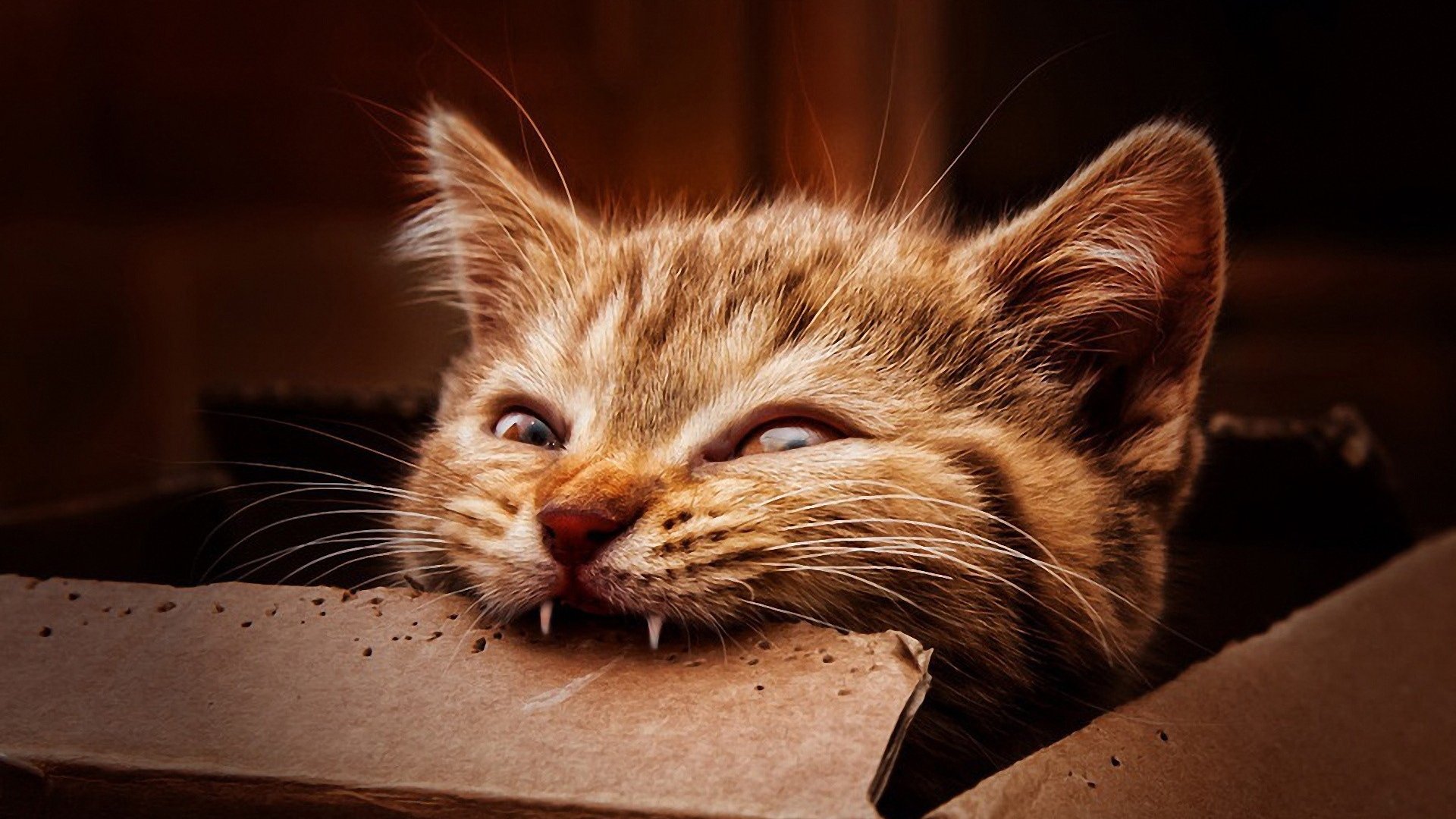 A playful tabby cat peeks out from a cardboard box, showcasing its adorable face and curious expression. This HD image makes a charming desktop wallpaper or background.