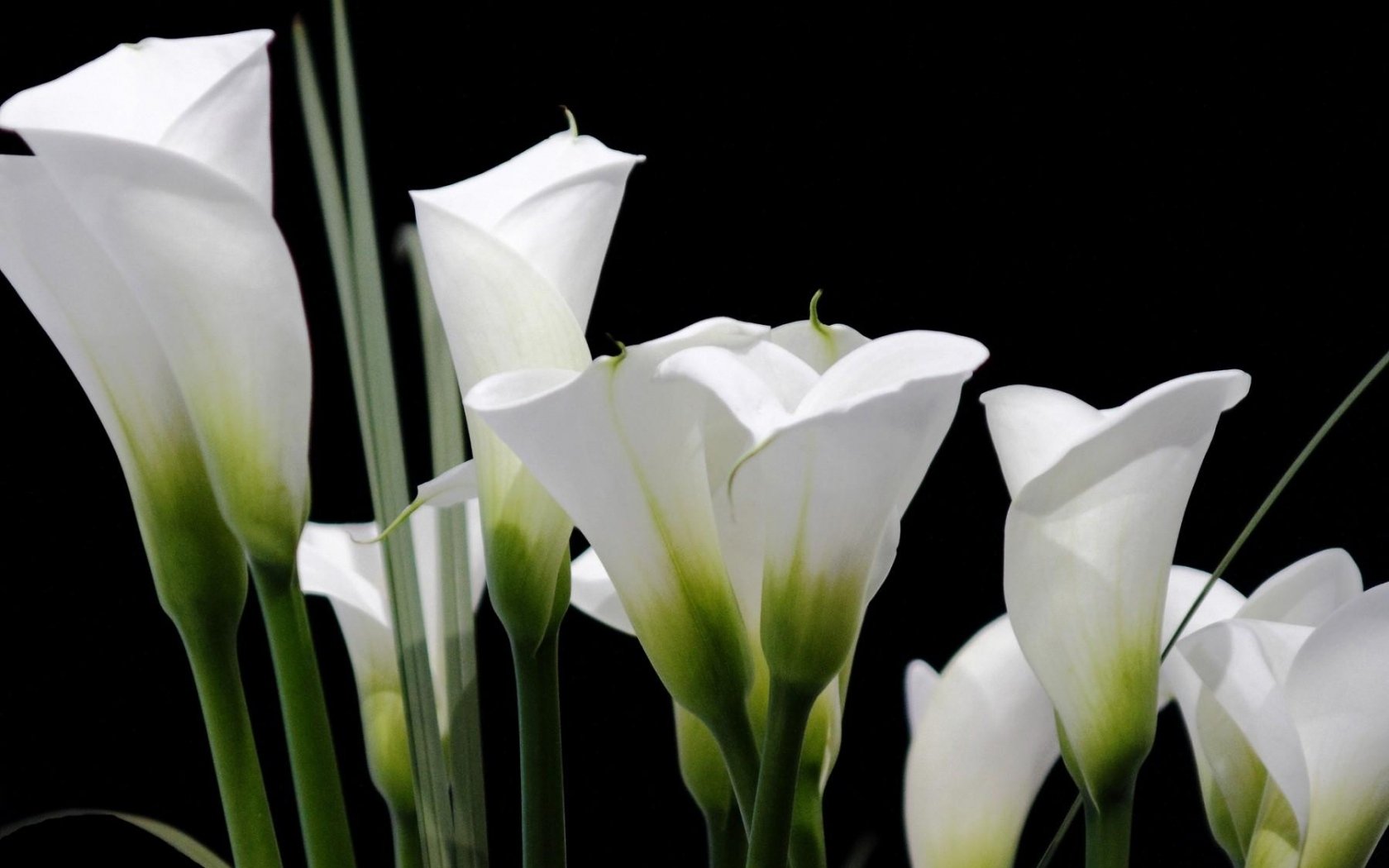 Nature Calla Lily Wallpaper