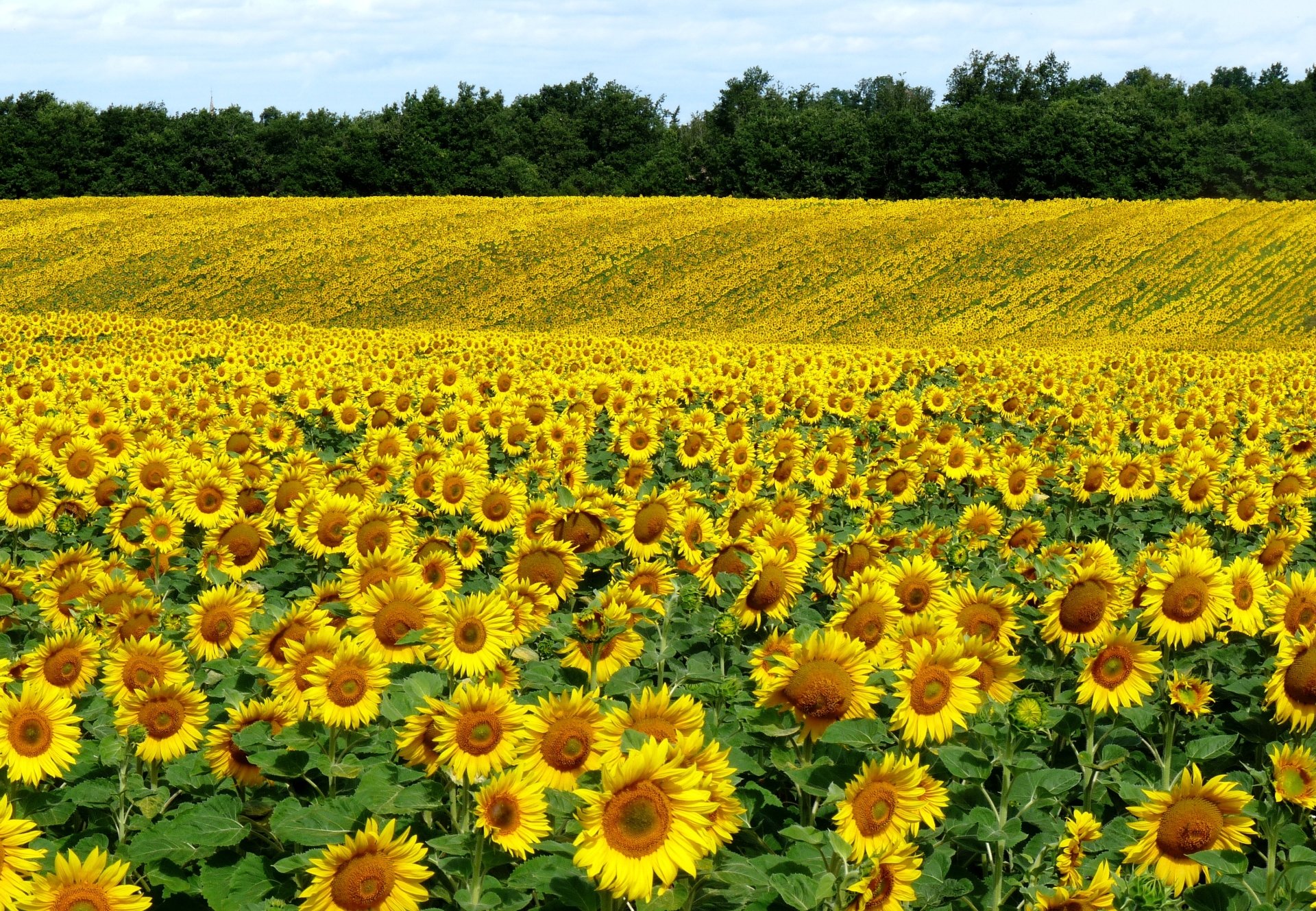 HD desktop wallpaper featuring a vibrant sunflower field stretching toward a line of trees under a clear sky, showcasing the beauty of nature.