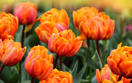 nature tulip HD Desktop Wallpaper | Background Image