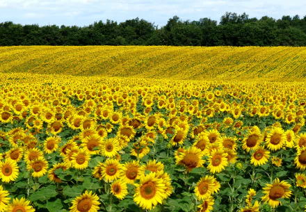 HD desktop wallpaper featuring a vibrant sunflower field stretching toward a line of trees under a clear sky, showcasing the beauty of nature.
