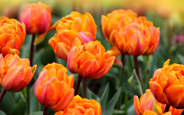 nature tulip HD Desktop Wallpaper | Background Image
