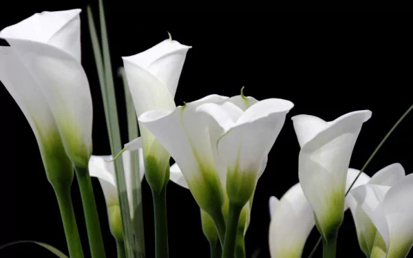 HD PC desktop wallpaper of white calla lilies with green stems set against a black background, a nature-themed floral background.