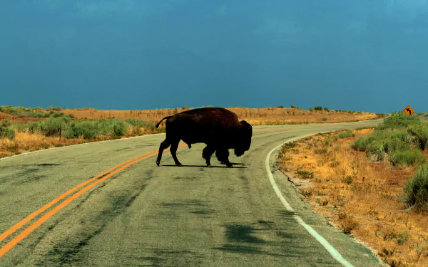 Animal american bison HD Desktop Wallpaper | Background Image