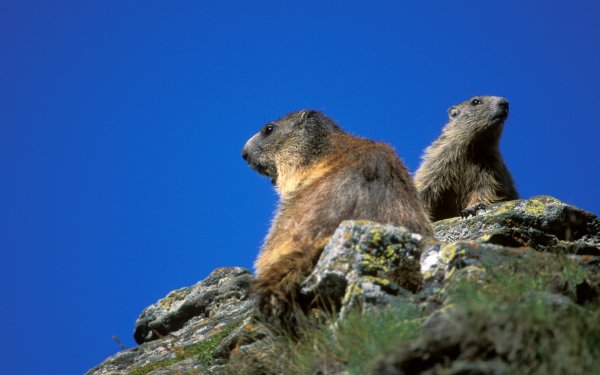 Animal Marmot HD Wallpaper | Background Image