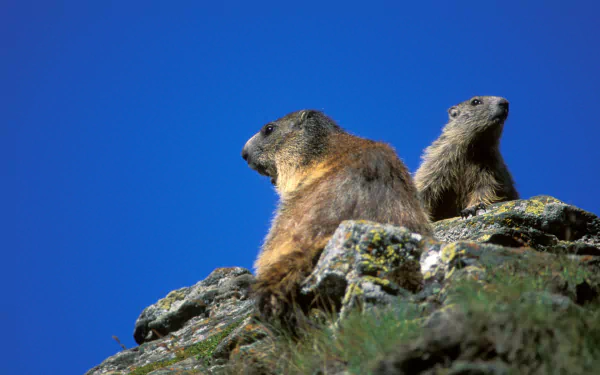 Two marmots perched on rocky terrain under a clear blue sky, captured in high definition for a PC desktop wallpaper and background.