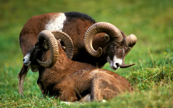 HD PC desktop wallpaper featuring two bighorn sheep with large curled horns resting in a lush green meadow.