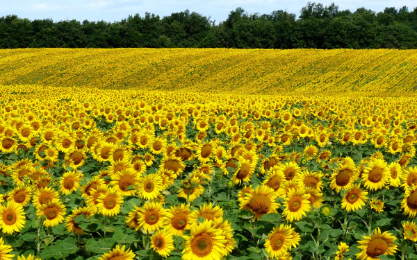 HD desktop wallpaper featuring a vibrant sunflower field stretching toward a line of trees under a clear sky, showcasing the beauty of nature.