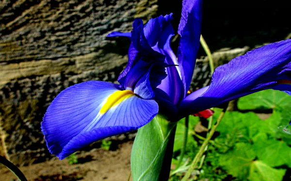 nature iris HD Desktop Wallpaper | Background Image