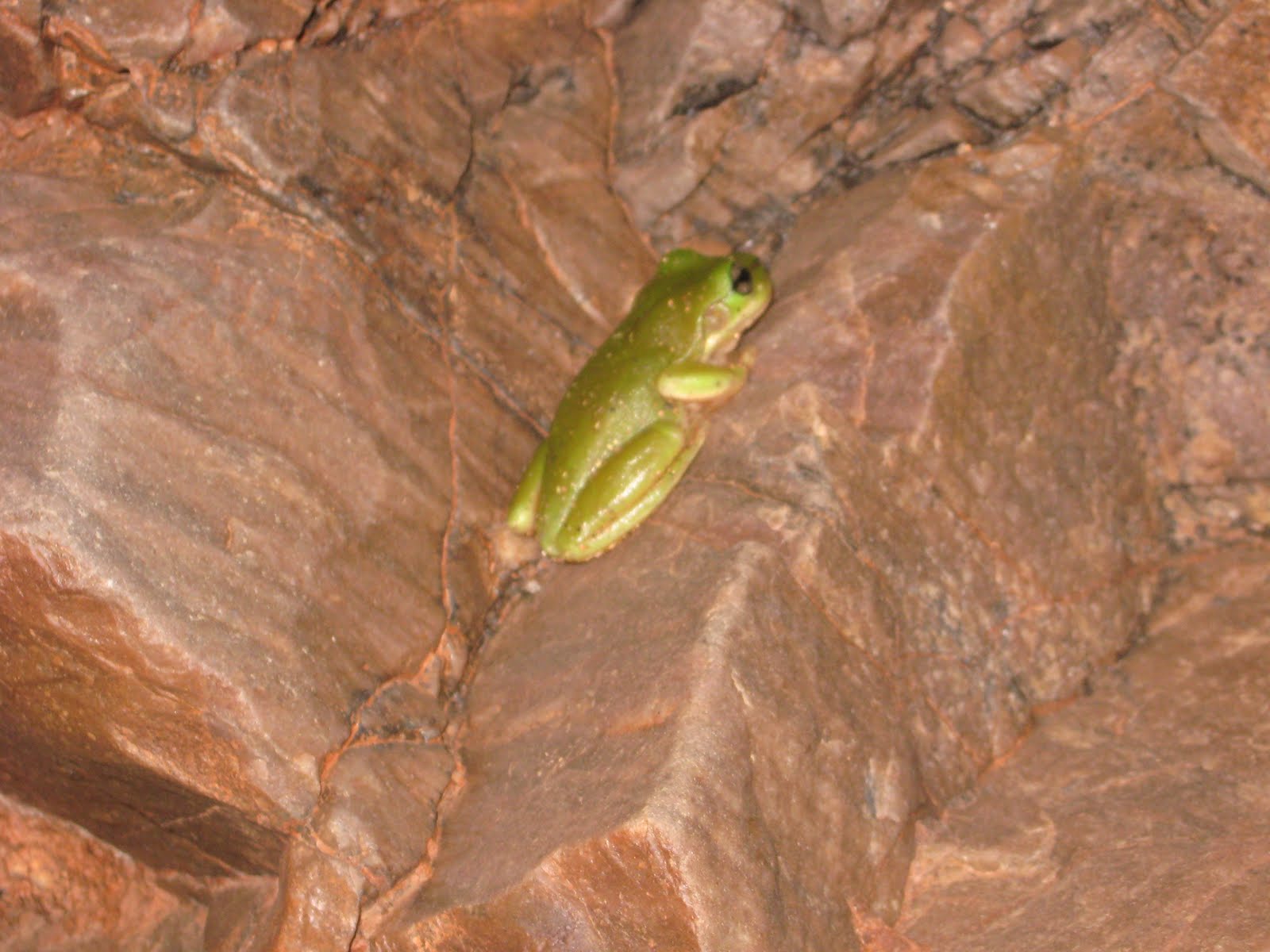Animal Tree Frog HD Wallpaper | Background Image
