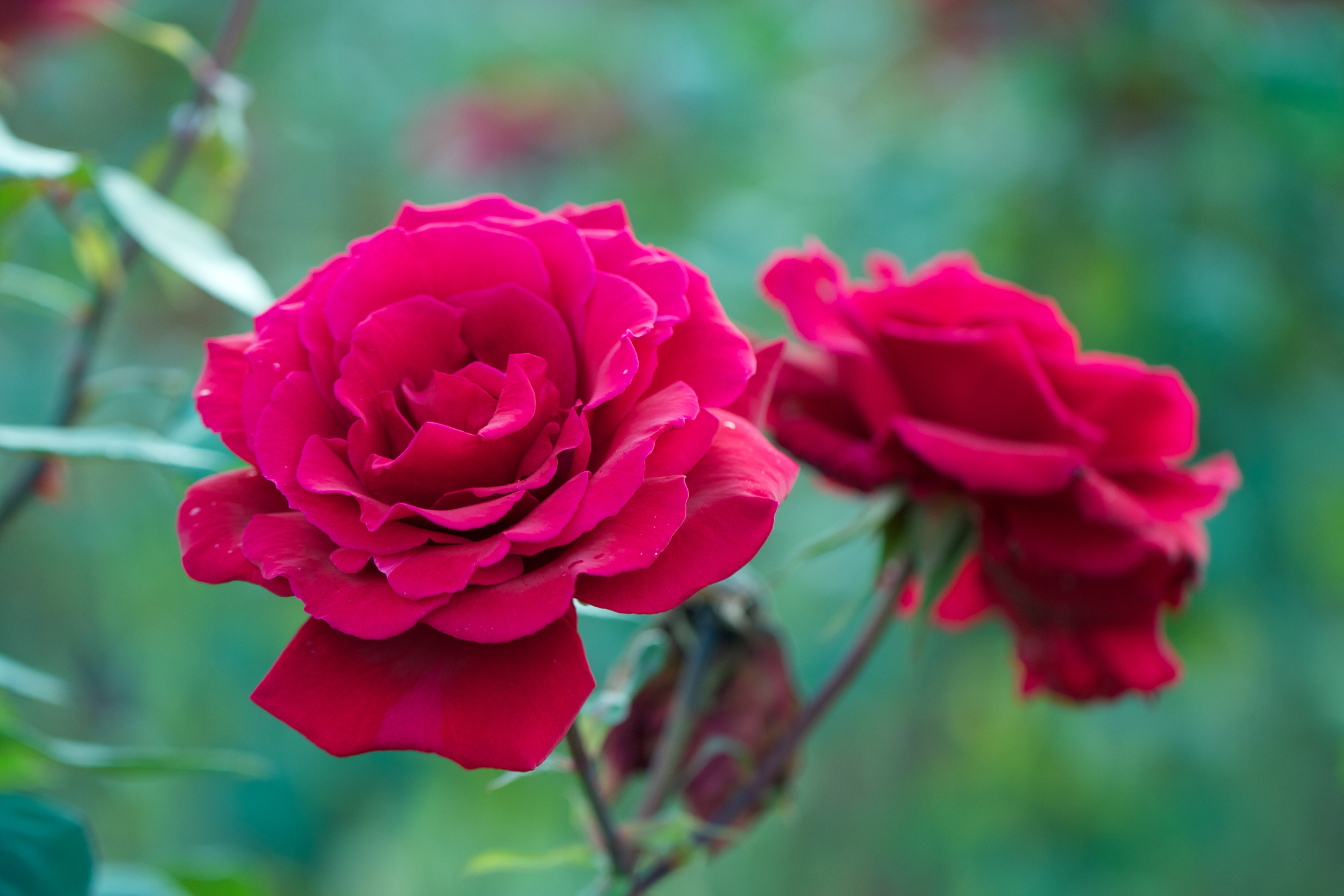 Rose 4k Ultra HD Wallpaper | Background Image | 3888x2592