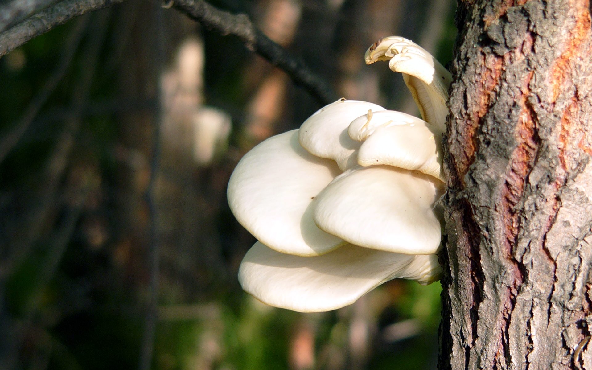 Nature Mushroom HD Wallpaper