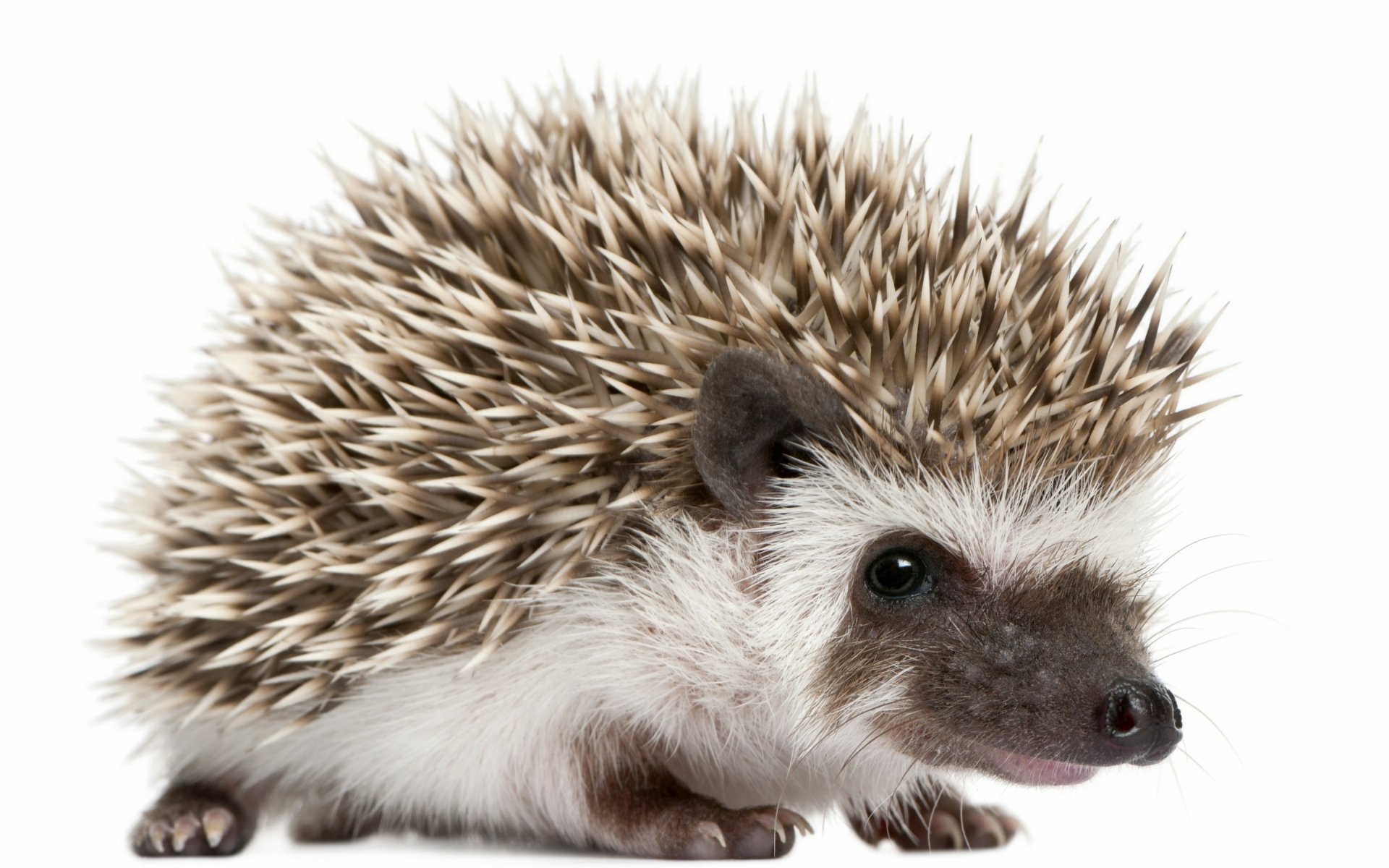 Download Animal Hedgehog HD Wallpaper