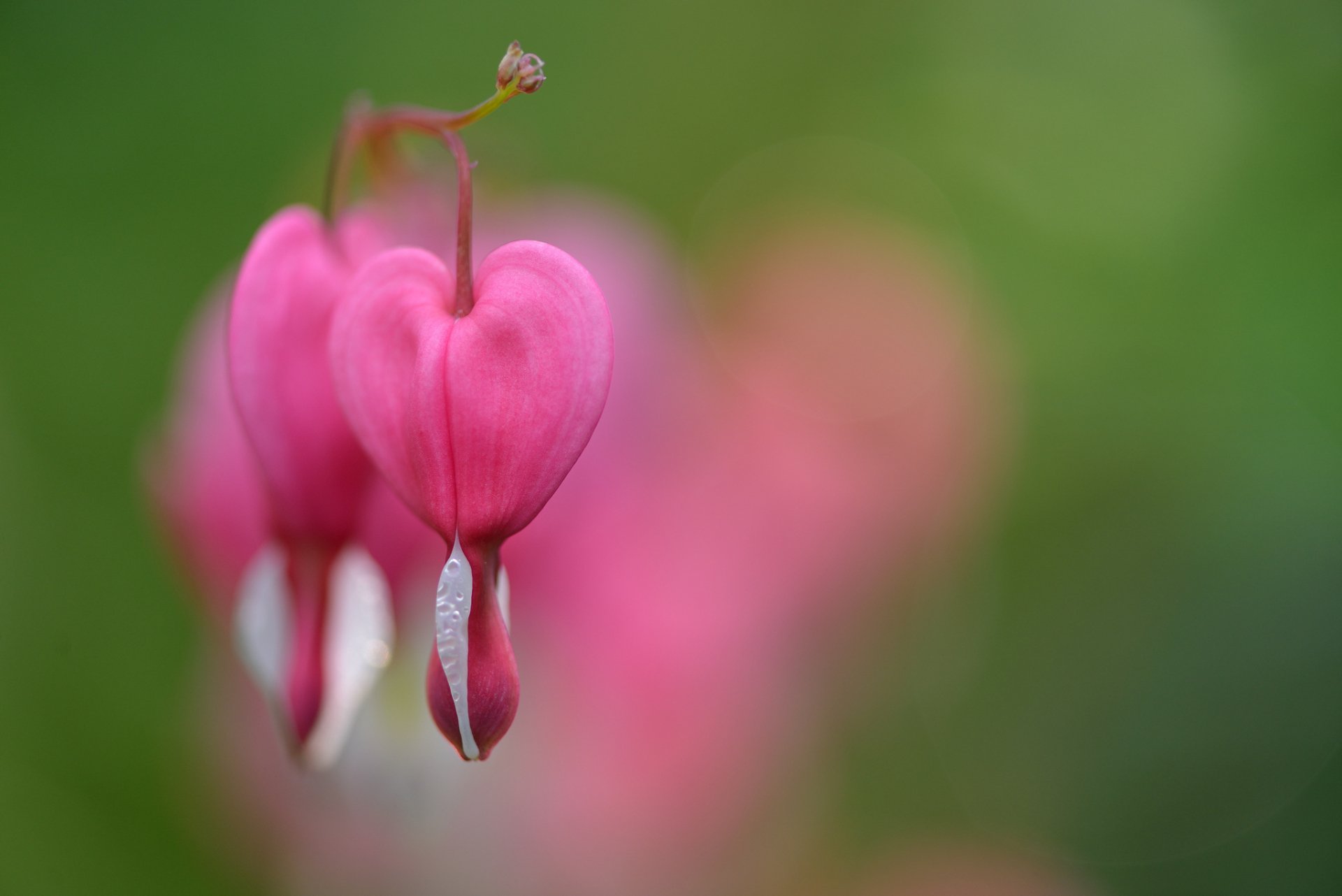 Close-up of vibrant pink bleeding heart flowers against a soft green background, captivating nature's beauty. A stunning HD desktop wallpaper and background.