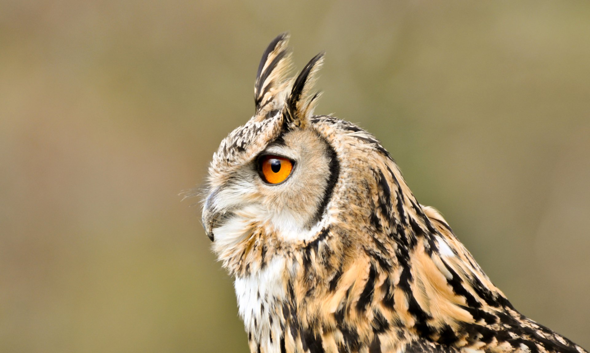 HD desktop wallpaper featuring a detailed close-up of a great horned owl with striking orange eyes against a blurred natural background.