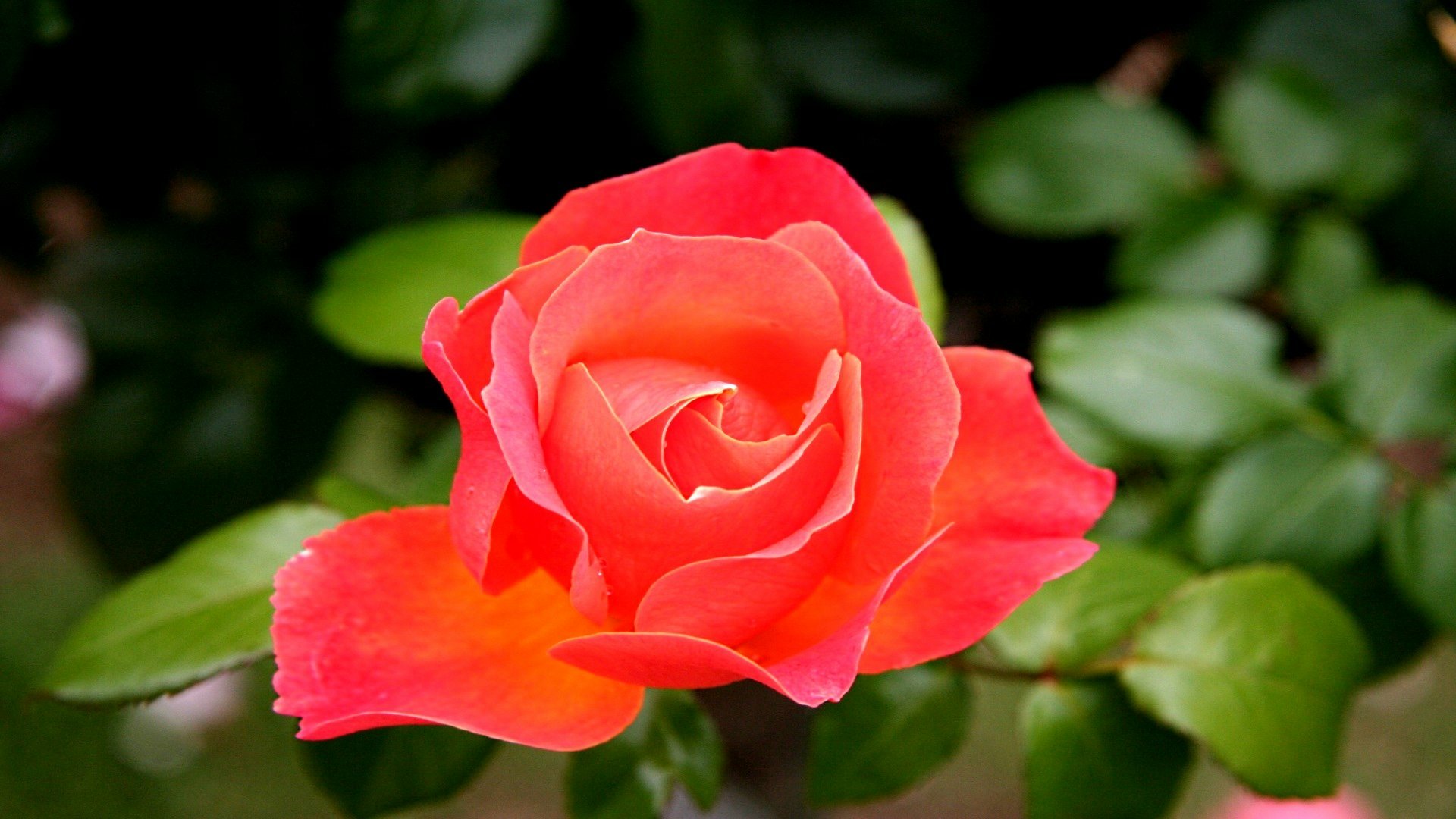 Download Nature Rose HD Wallpaper