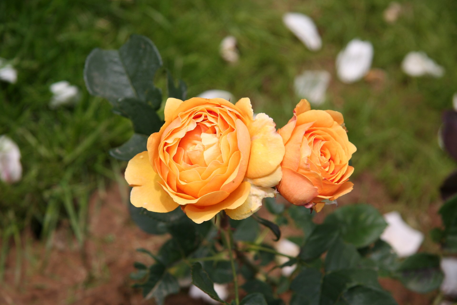 Download Nature Rose HD Wallpaper