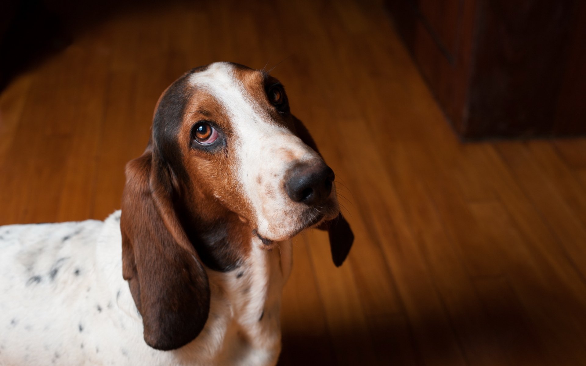 Basset Hound Full HD Wallpaper and Background Image | 2560x1600 | ID:443957
