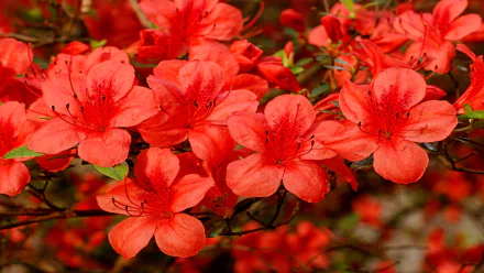 red flower nature Rhododendron HD Desktop Wallpaper | Background Image