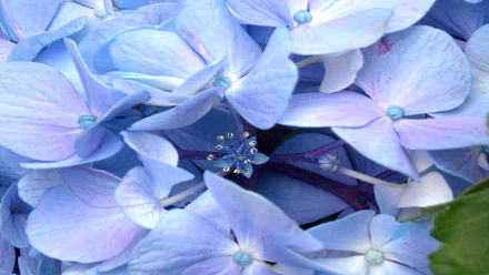 nature hydrangea HD Desktop Wallpaper | Background Image