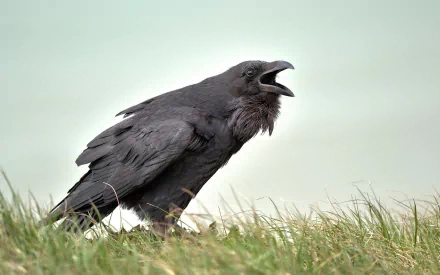 Animal crow HD Desktop Wallpaper | Background Image
