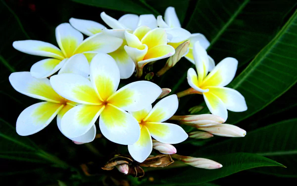 Close-up of white and yellow frangipani blossoms with green leaves, vibrant nature HD PC desktop wallpaper and background.