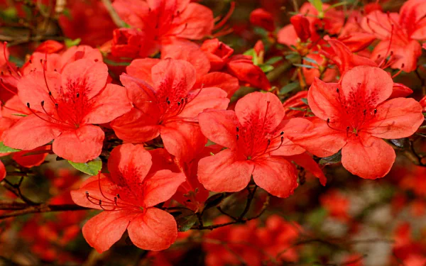 red flower nature Rhododendron HD Desktop Wallpaper | Background Image