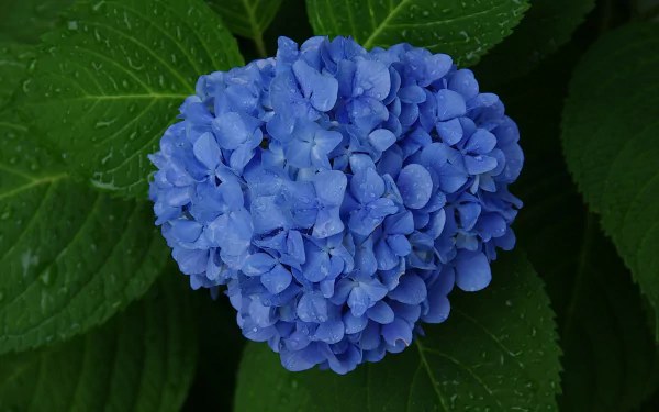 nature hydrangea HD Desktop Wallpaper | Background Image