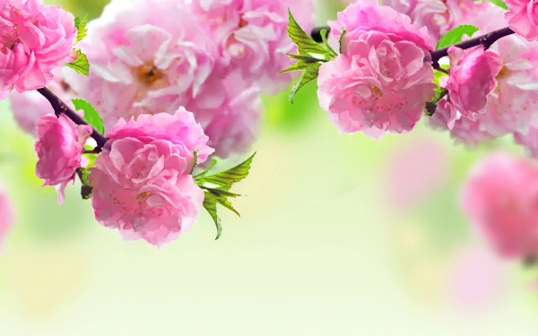 nature sakura HD Desktop Wallpaper | Background Image