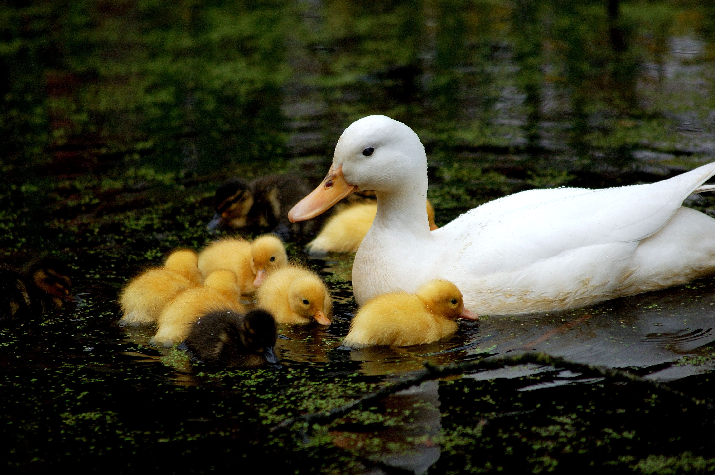 Lake Water Duck Ducklings