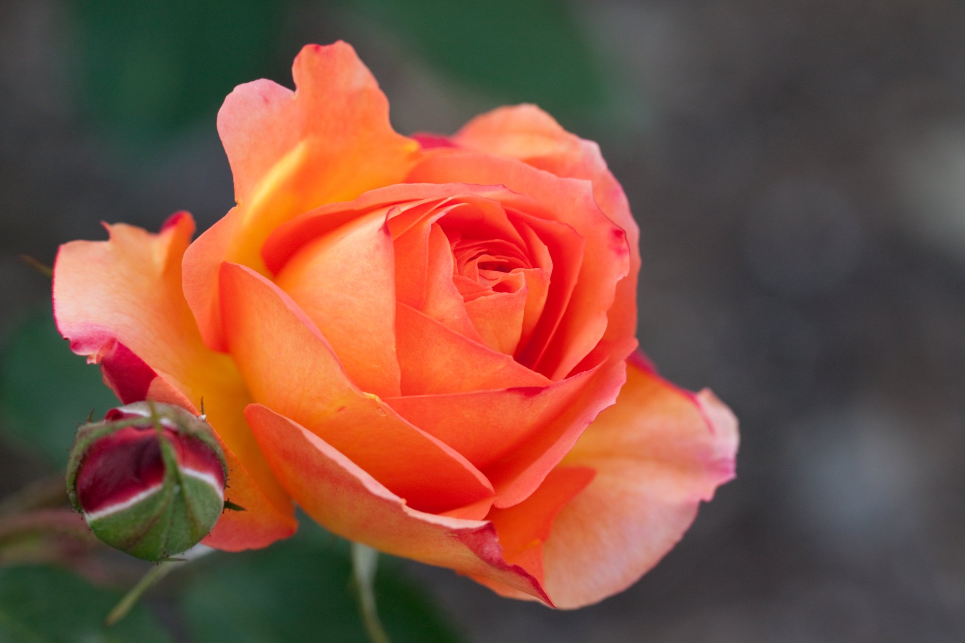 Close-up of an orange rose and bud against soft green bokeh — nature 4K Ultra HD PC desktop wallpaper and background.