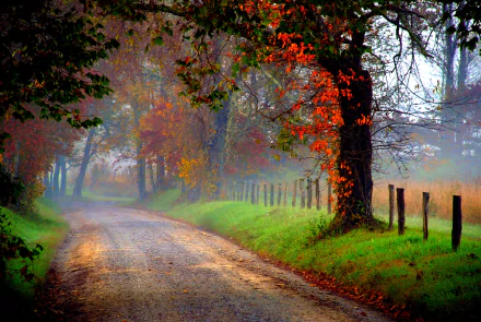 HD wallpaper of a serene nature path flanked by colorful autumn trees and a misty background, perfect for a desktop background.